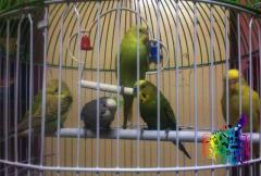 5 adult Budgies & a Brand new Cage