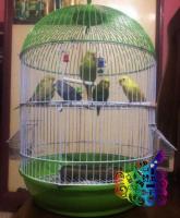 5 adult Budgies & a Brand new Cage