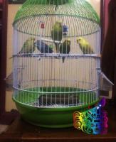 5 adult Budgies & a Brand new Cage