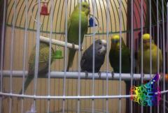 5 adult Budgies & a Brand new Cage